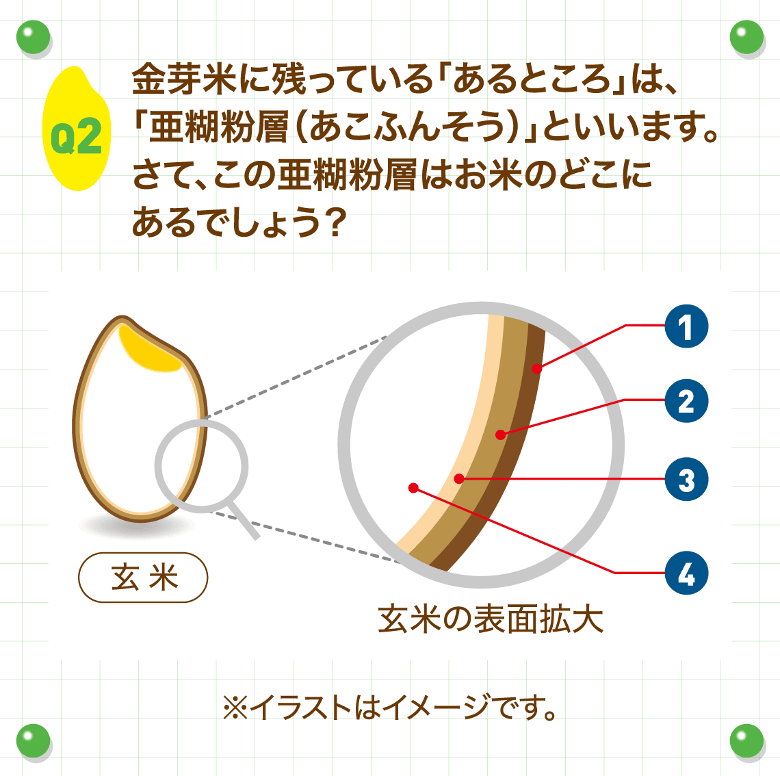 Q2.金芽米に残っている「あるところ」は、「亜糊粉層（あこふんそう）」といいます。さて、この亜糊粉層はお米のどこにあるでしょう？
        ※イラストはイメージです。